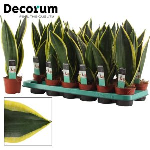 sansevieria20night20shade.jpg Sansevieria Night Shade / P12