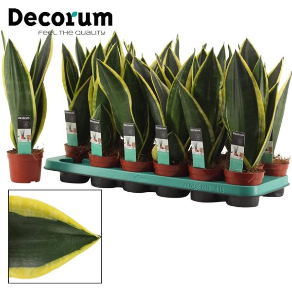 sansevieria20night20shade.jpg Sansevieria Night Shade / P12