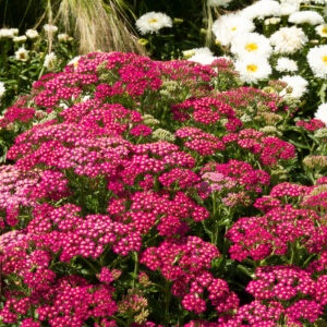Achillea_millefolium.jpg Achillea mill. Milly Rock Rose