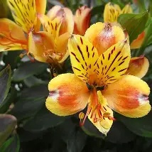 Alstroemeria20Summer20Breeze20®.jpg Alstroemeria Summer Breeze ®