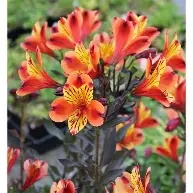 Alstromeria20indian20summer.jpg Alstroemeria Indian Summer ®