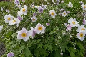 Anemone20Dreaming20Swan.jpg Anemone Dreaming Swan