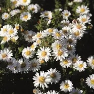 Aster20n.b.20Schneekissen.jpg Aster n.b. Schneekissen