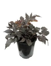 Astilbe20Chocolate20Shogun-1.jpg Astilbe Chocolate Shogun