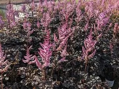 Astilbe20Dark20Side20of20the20Moon.jpg Astilbe Dark Side of the Moon