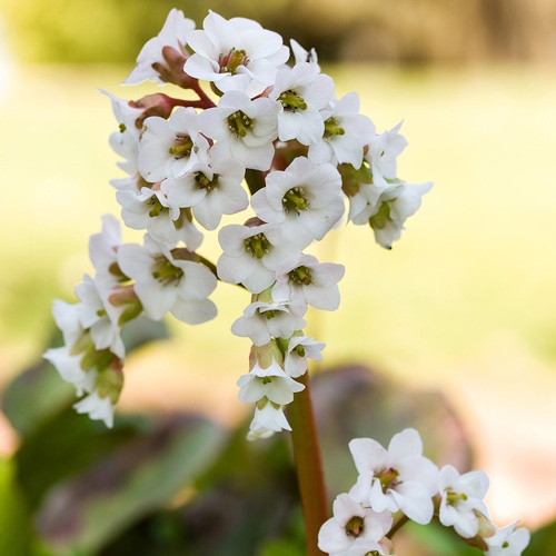 Bergenia20Bressingham20White.jpg Bergenia Bressingham White