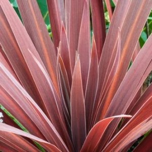 Cordaline20Red20Star.jpg Cordyline aus. Red Star