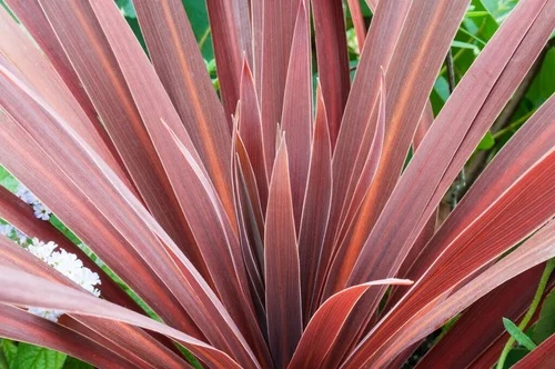 Cordaline20Red20Star.jpg Cordyline aus. Red Star