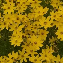 Coreopsis20vert.20Zagreb.jpg Coreopsis vert. Zagreb