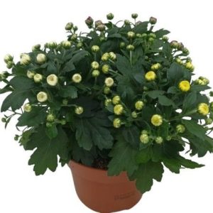 Crysanthemum20trio-1.jpg Chrysanthemum Mix 10.5cm