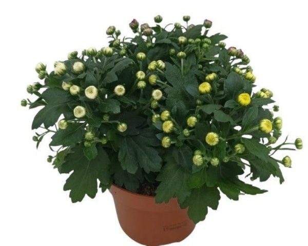 Crysanthemum20trio-1.jpg Chrysanthemum Mix 10.5cm