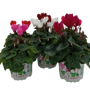 Cyclamen20Selection.jpg Cyclamen Selection