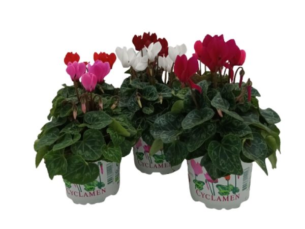 Cyclamen Selection