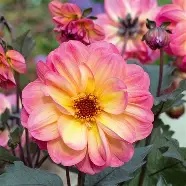 Dahlia20Dreamy™20Fantasy.jpg Dahlia Dreamy™ Fantasy