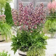 Delphinium20Highlander20Flamenco.jpg Delphinium Highlander Flamenco