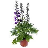 Delphinium20MF20Dark20blue-Black20Bee.jpg Delphinium MF Dark blue/Black Bee