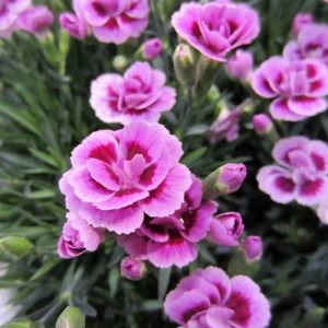 Dianthus.jpg Dianthus