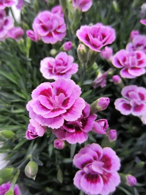 Dianthus.jpg Dianthus