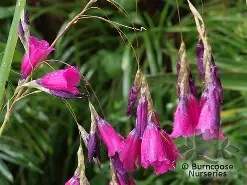Dierama20pulcherrimum20Blackbird.jpg Dierama pulcherrimum Blackbird