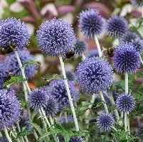 Echinops20ritro.jpg Echinops ritro