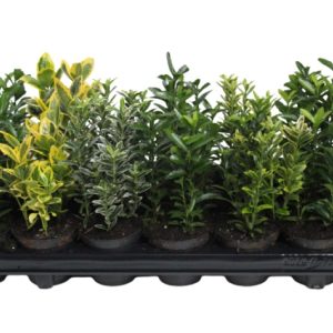 Eunomyous20Mix.jpg Euonymus Mixed 10.5