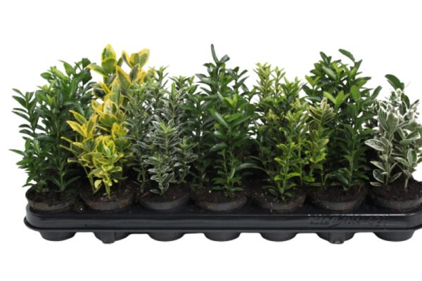Euonymus Mixed 10.5