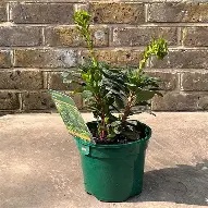 Euphorbia amygd. var. robbiae