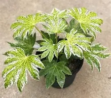 Fatsia japonica  Spider s Web