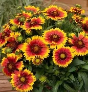 Gaillardia a.  Guapa Flamenco Bicolour
