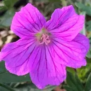 Geranium Blushing Turtle