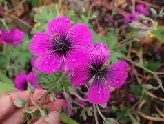 Geranium  Dragon Heart  ®