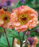 Geum20Mai20Tai20®.jpg Geum Mai Tai ®