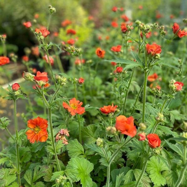 Geum20Scarlet20Tempest20®.jpg Geum Scarlet Tempest ®