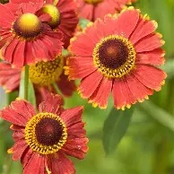 Helenium20autumn.20Helena20Red20Shades.jpg Helenium autumn. Helena Red Shades