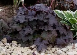 Heuchera20Black20Beauty20®.jpg Heuchera Black Beauty ®