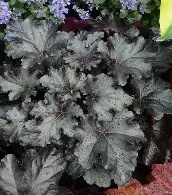 Heuchera20Black20Pearl20®.jpg Heuchera Black Pearl ®