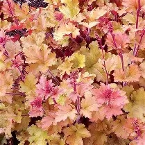 Heuchera20Marmalade20®.jpg Heuchera Marmalade ®