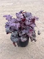 Heuchera20Plum20Pudding20®.jpg Heuchera Plum Pudding ®