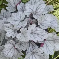 Heuchera20Silverberry.jpg Heuchera Silverberry