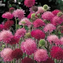 Knautia20mac.20Melton20Pastels.jpg Knautia mac. Melton Pastels