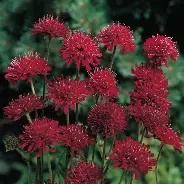 Knautia20macedonica20Red20Knight.jpg Knautia macedonica Red Knight