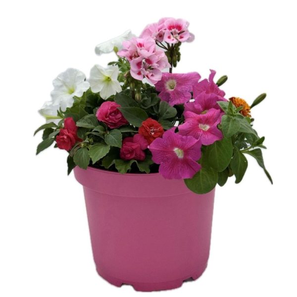 Late_Summer_Planter_23cm_-_Selection_800x800.jpg Late Summer Planter - Selection