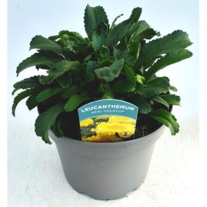 Leucanthemum.jpg Leucanthemum Ooh La Lacrosse