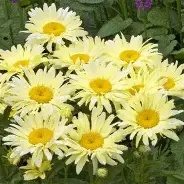 Leucanthemum20Banana20Cream.jpg Leucanthemum Banana Cream