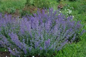 Nepeta20Six20Hill20Giant.jpg Nepeta Six Hill Giant