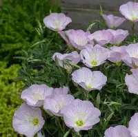 Oenothera20Twilight20®.jpg Oenothera Twilight ®