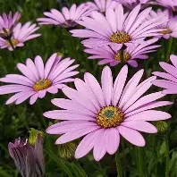Osteospermum20jucundum.jpg Osteospermum jucundum