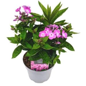 Phlox20Purple.jpg Phlox Famous Purple