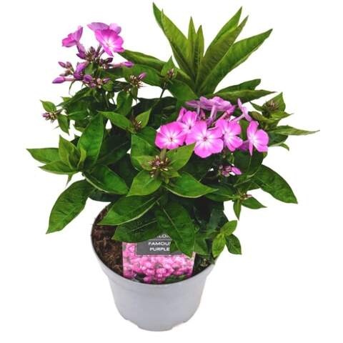 Phlox20Purple.jpg Phlox Famous Purple