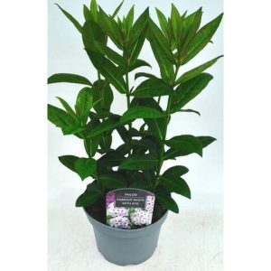 Phlox20White.jpg Phlox Famous White with Eye